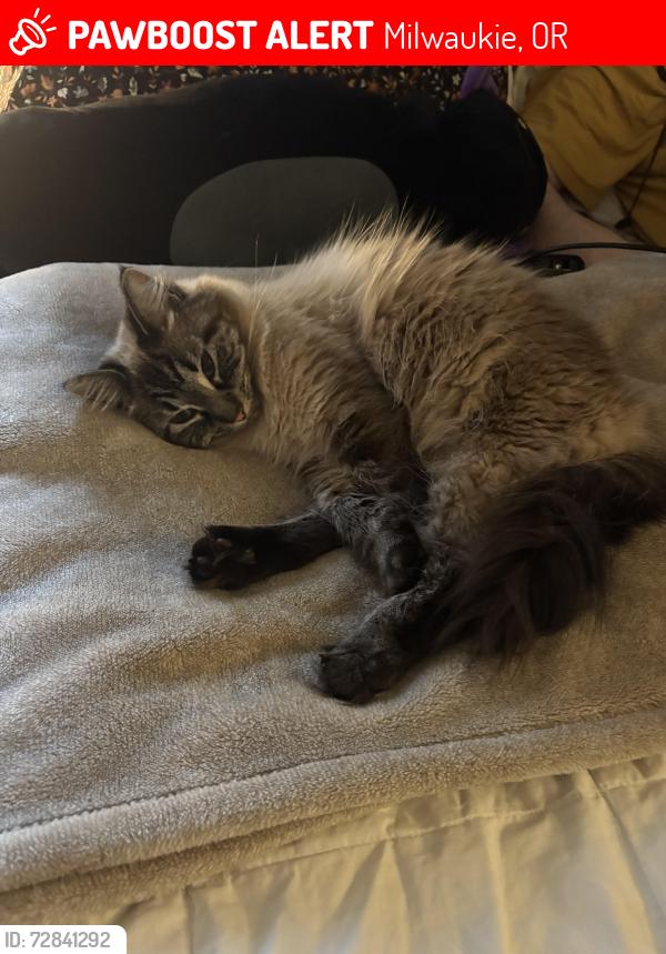 Lost Female Cat last seen Se King Rd and Se Cook Ct., Milwaukie, OR 97222