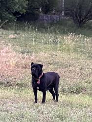 Found/Stray Female Dog last seen Centerville Rosebud Rd, Gwinnett County, GA 30039