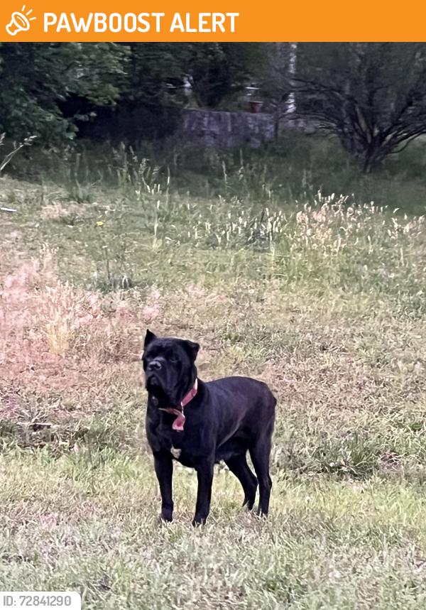 Found/Stray Female Dog last seen Centerville Rosebud Rd, Gwinnett County, GA 30039