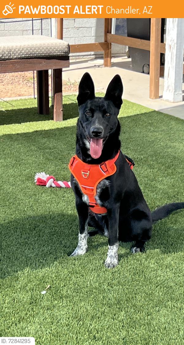 Found/Stray Female Dog last seen Alma school and Erie street, Chandler, AZ 85225