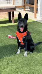 Found/Stray Female Dog last seen Alma school and Erie street, Chandler, AZ 85225