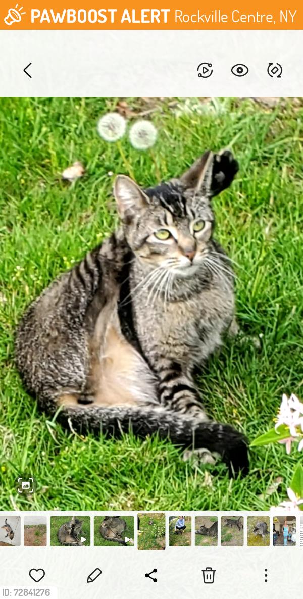 Found/Stray Female Cat last seen Lakeview Ave, Rockville Centre, NY 11570