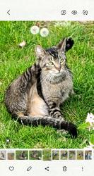 Found/Stray Female Cat last seen Lakeview Ave, Rockville Centre, NY 11570