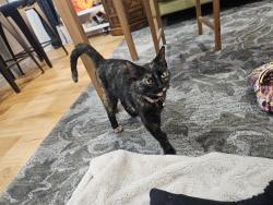 Found/Stray Female Cat last seen 5th and Norris St 19122, Philadelphia, PA 19122