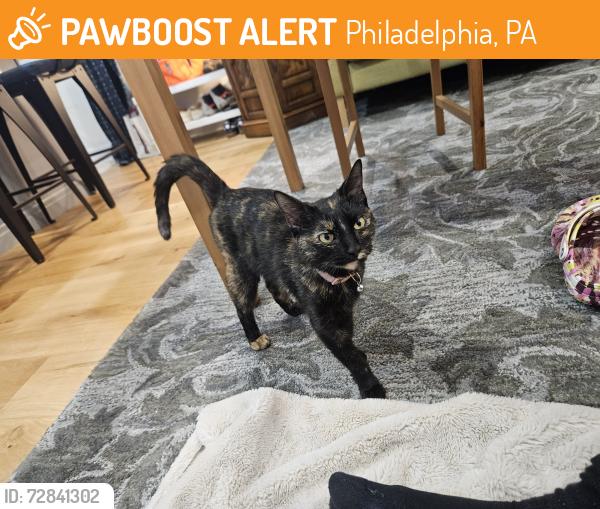 Found/Stray Female Cat last seen 5th and Norris St 19122, Philadelphia, PA 19122