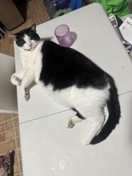 Lost Male Cat last seen Cambreleng ave & 187 street , The Bronx, NY 10458