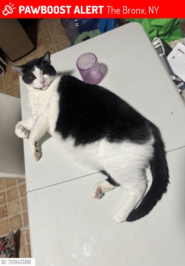 Lost Male Cat last seen Cambreleng ave & 187 street , The Bronx, NY 10458