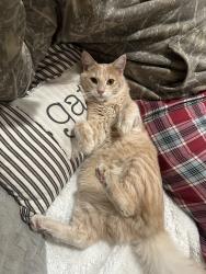 Lost Male Cat last seen Congress and Placentia, Costa Mesa, CA 92627