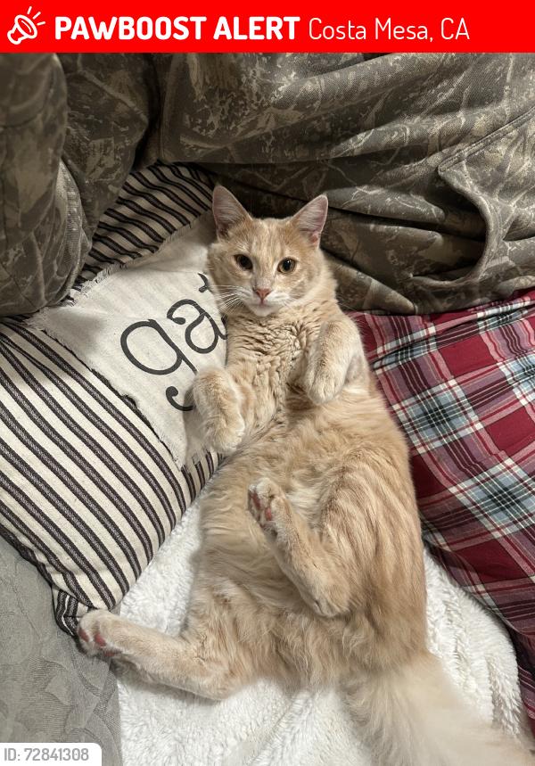 Lost Male Cat last seen Congress and Placentia, Costa Mesa, CA 92627