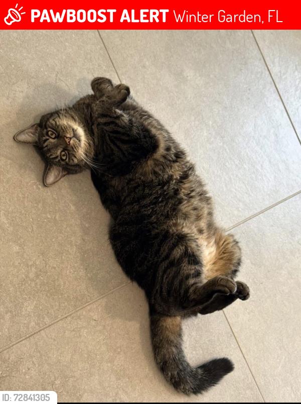 Lost Male Cat last seen lake gifford way, avalon road, Winter Garden, FL 34787