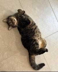 Lost Male Cat last seen lake gifford way, avalon road, Winter Garden, FL 34787