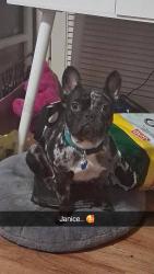 Lost Female Dog last seen The Vista apmt Complex, Knoxville, TN 37915