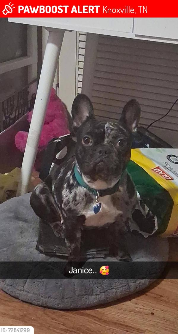Lost Female Dog last seen The Vista apmt Complex, Knoxville, TN 37915
