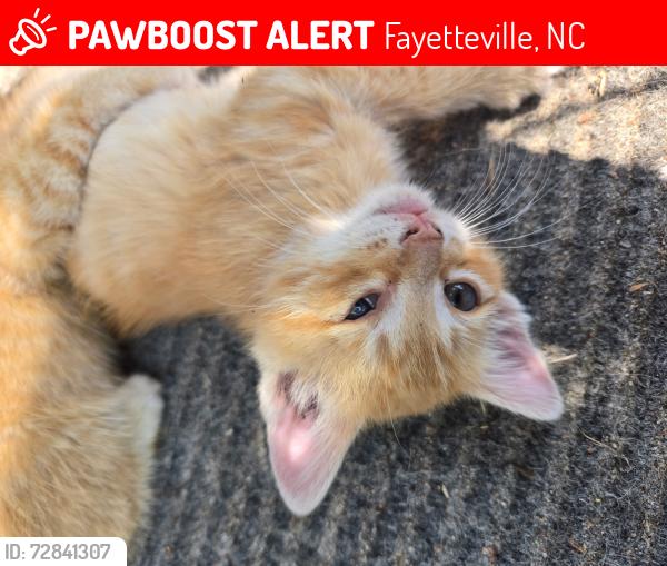 Lost Male Cat last seen Southport Rd , Fayetteville, NC 28311