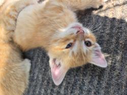 Lost Male Cat last seen Southport Rd , Fayetteville, NC 28311