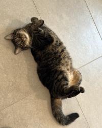 Lost Male Cat last seen Lake Gifford Way & Dendy Way, Horizon West, FL 34787