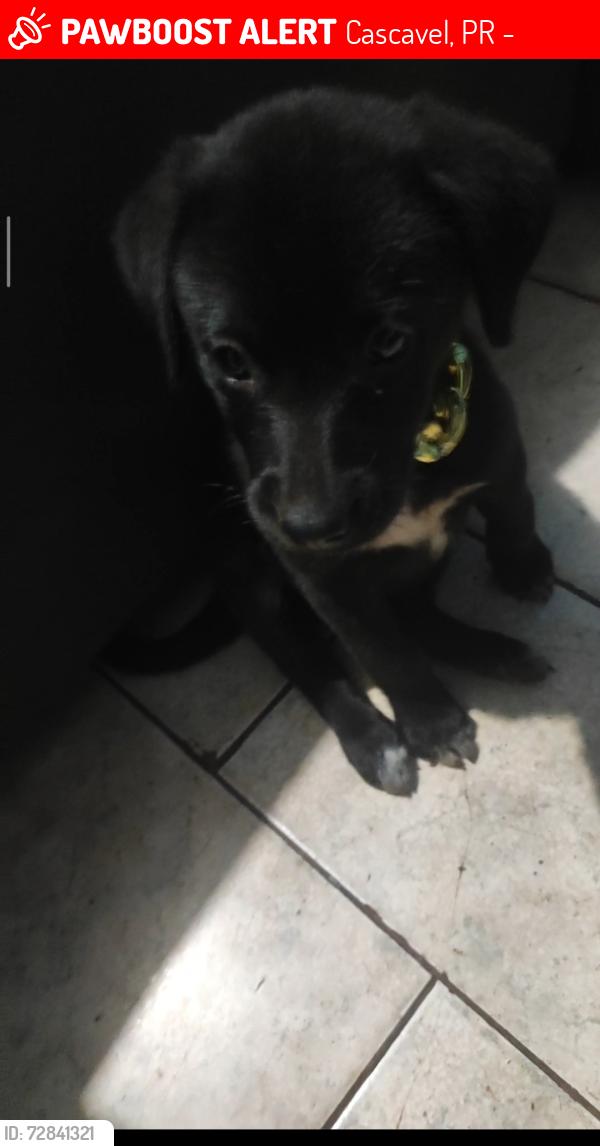 Lost Female Dog last seen Rio da paz bar da lorrane, Cascavel, PR 85803-385