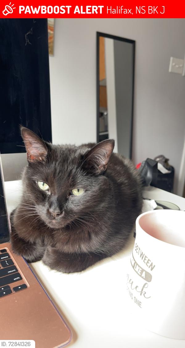 Lost Male Cat last seen Cabot Place, Halifax, NS B3K 2J6