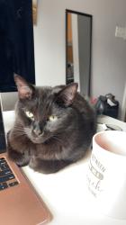 Lost Male Cat last seen Cabot Place, Halifax, NS B3K 2J6