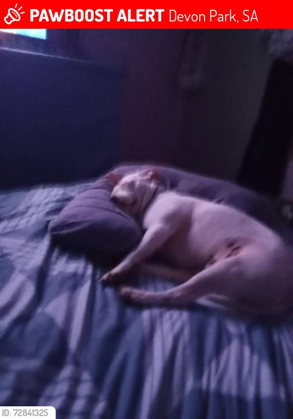 Lost Male Dog last seen Last seen around Dog park devon park, Devon Park, SA 5008