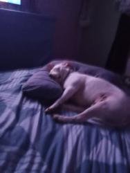 Lost Male Dog last seen Last seen around Dog park devon park, Devon Park, SA 5008