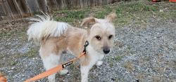 Found/Stray Male Dog last seen McDonalds , Inman, SC 29349