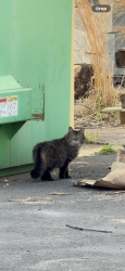 Found/Stray Unknown Cat last seen Salem church road, Spotsylvania Courthouse, VA 22553