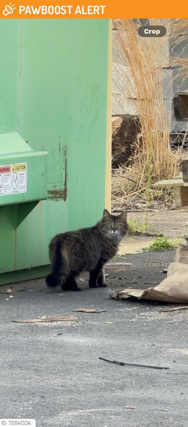 Found/Stray Unknown Cat last seen Salem church road, Spotsylvania Courthouse, VA 22553