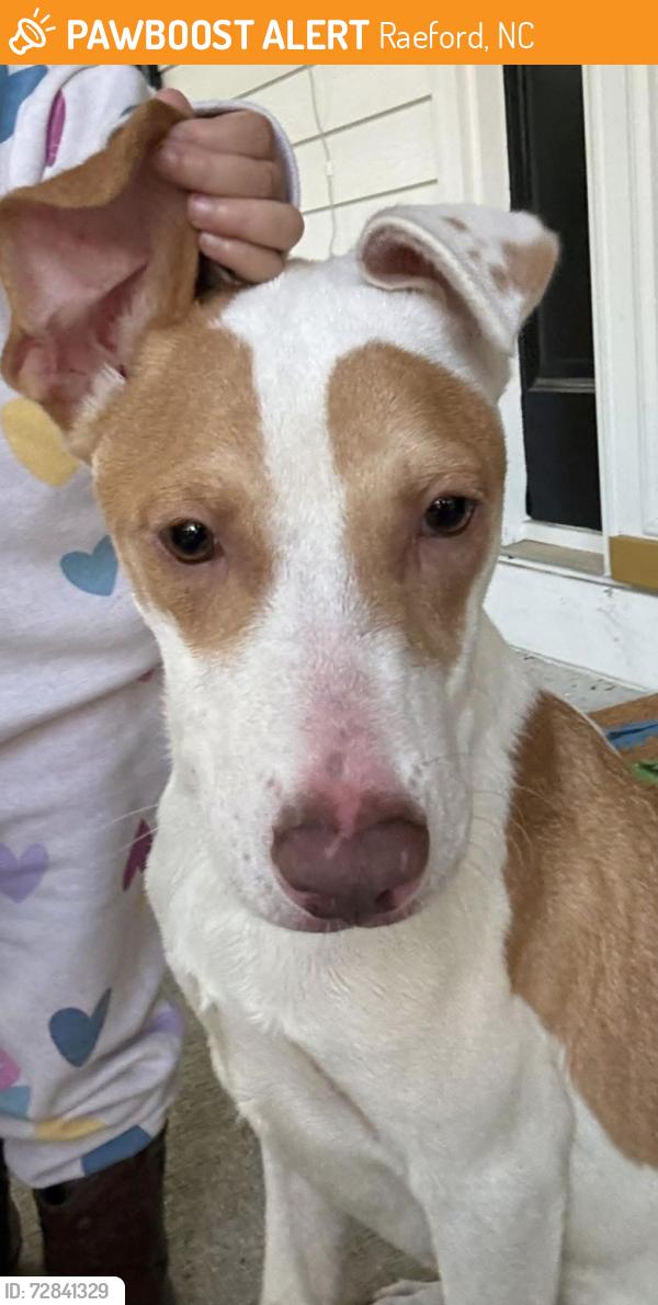 Found/Stray Female Dog last seen Wayside dr , Raeford, NC 28376