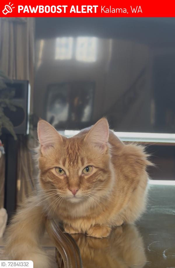 Lost Male Cat last seen Air bnb at the end of confer road , Kalama, WA 98625