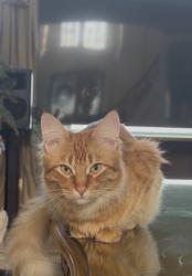 Lost Male Cat last seen Air bnb at the end of confer road , Kalama, WA 98625