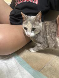 Found/Stray Female Cat last seen Cherokee Avenue, Watkinsville, GA 30677