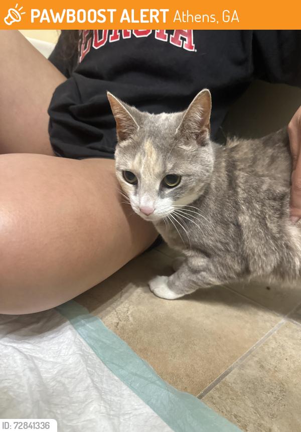 Found/Stray Female Cat last seen Cherokee Avenue, Watkinsville, GA 30677