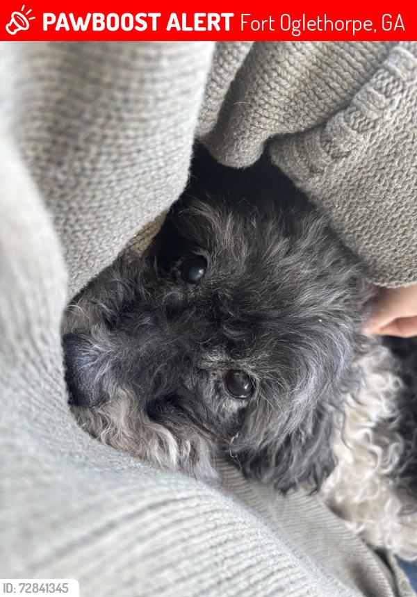 Lost Male Dog last seen Lakeview middle school, Fort Oglethorpe, GA 30742