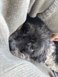 Lost Male Dog last seen Lakeview middle school, Fort Oglethorpe, GA 30742