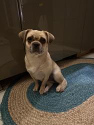 Found/Stray Female Dog last seen Hillcrest and Frankford , Dallas, TX 75252