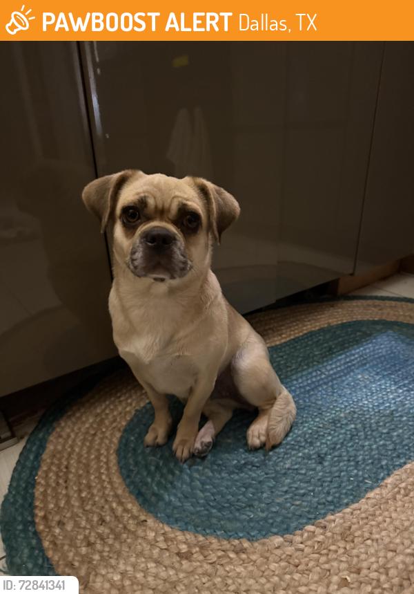 Found/Stray Female Dog last seen Hillcrest and Frankford , Dallas, TX 75252