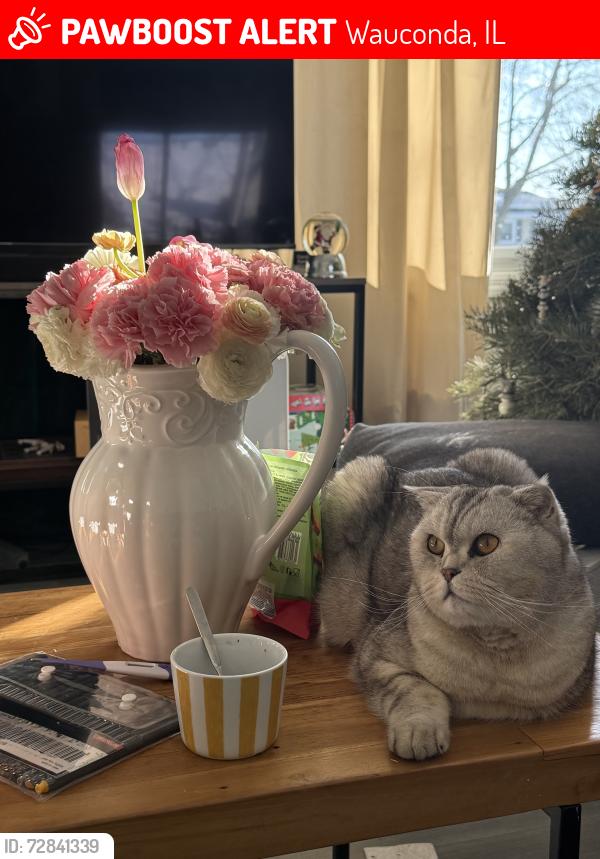 Lost Male Cat last seen Waucodna high school, Wauconda, IL 60084