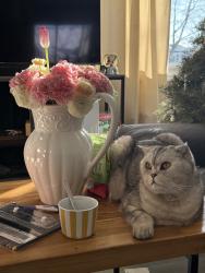 Lost Male Cat last seen Waucodna high school, Wauconda, IL 60084