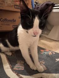 Found/Stray Unknown Cat last seen Between 37th & 35th Avenue on 88th Street, Queens, NY 11372