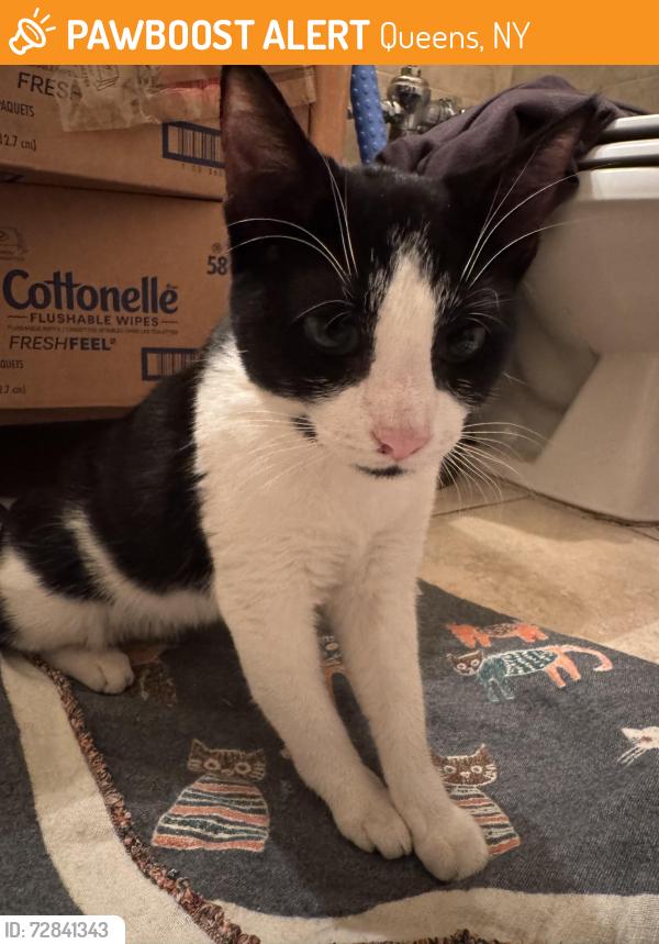 Found/Stray Unknown Cat last seen Between 37th & 35th Avenue on 88th Street, Queens, NY 11372