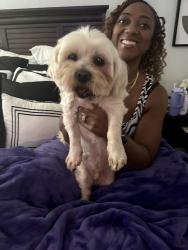 Found/Stray Male Dog last seen Swallow & Hummingbird , Mesquite, TX 75181
