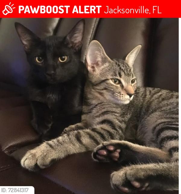 Lost Female Cat last seen Forbes Street Avondale , Jacksonville, FL 32205