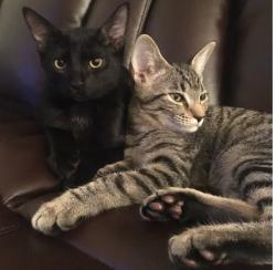 Lost Female Cat last seen Forbes Street Avondale , Jacksonville, FL 32205