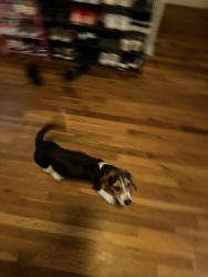 Found/Stray Female Dog last seen Newbedford Ave , Cincinnati, OH 45237