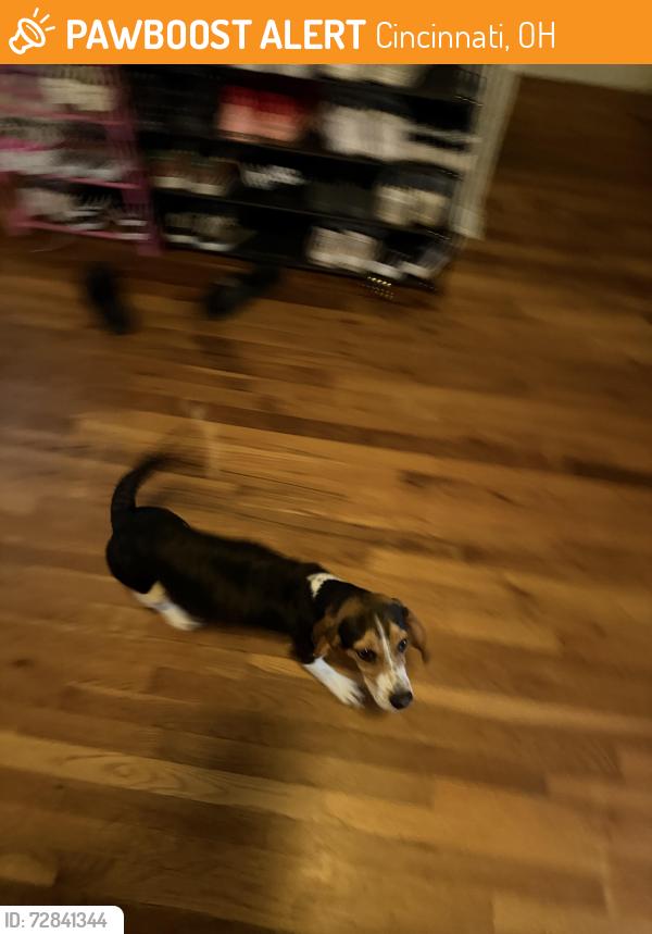 Found/Stray Female Dog last seen Newbedford Ave , Cincinnati, OH 45237