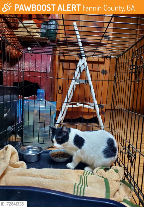 Found/Stray Male Cat last seen Laurel Xing , Fannin County, GA 30513