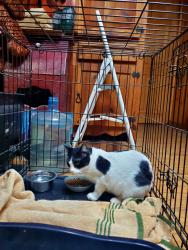 Found/Stray Male Cat last seen Laurel Xing , Fannin County, GA 30513