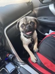 Lost Male Dog last seen Windy point Drive Spring tx, Spring, TX 77379