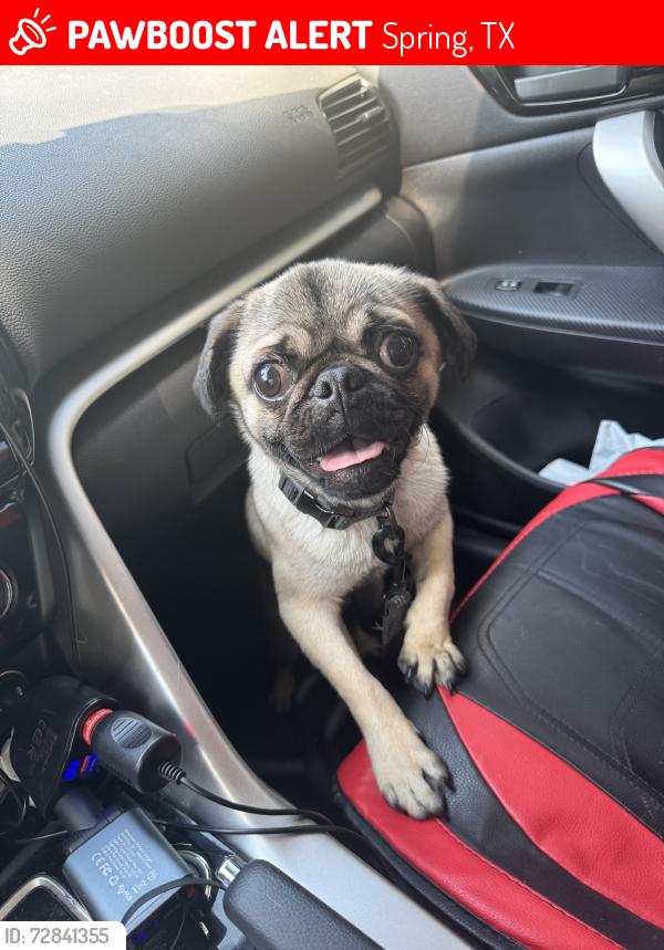 Lost Male Dog last seen Windy point Drive Spring tx, Spring, TX 77379